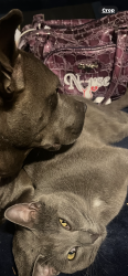 Lost Male Cat last seen Turner road chesterfield va , Chesterfield County, VA 23832