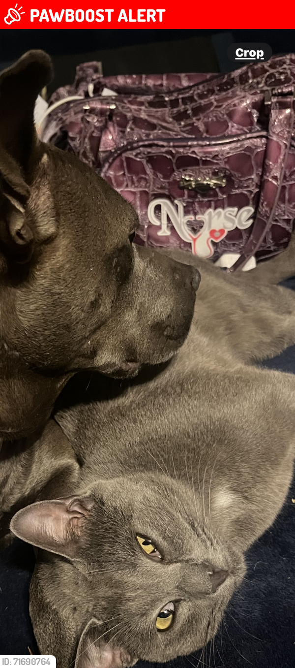 Lost Male Cat last seen Turner road chesterfield va , Chesterfield County, VA 23832
