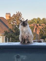 Lost Female Cat last seen Woodbine, Lafayette, LA 70503