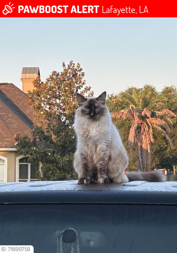 Lost Female Cat last seen Woodbine, Lafayette, LA 70503