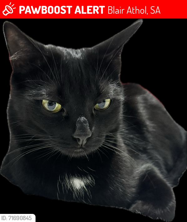Lost Male Cat last seen Clifton St, Blair Athol, Blair Athol, SA 5084