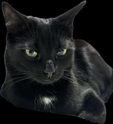Lost Male Cat last seen Clifton St, Blair Athol, Blair Athol, SA 5084