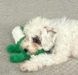 Lost Female Dog last seen Machesney Park, Machesney Park, IL 61115