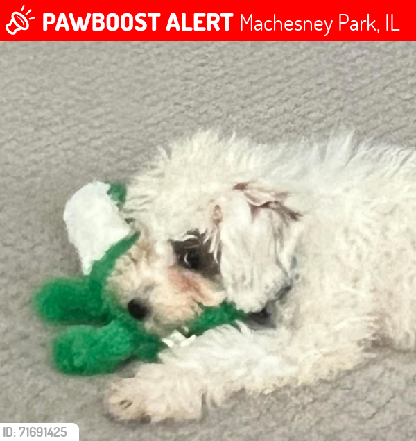 Lost Female Dog last seen Machesney Park, Machesney Park, IL 61115