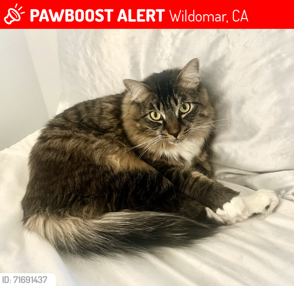 Lost Male Cat last seen Palomar St., Wildomar, CA, 92595, Wildomar, CA 92595
