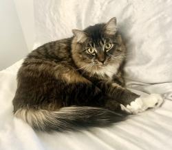 Lost Male Cat last seen Palomar St., Wildomar, CA, 92595, Wildomar, CA 92595