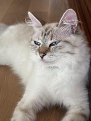 Lost Female Cat last seen Sierra Heights Elementary School / Honey Creek area, Renton, WA 98056