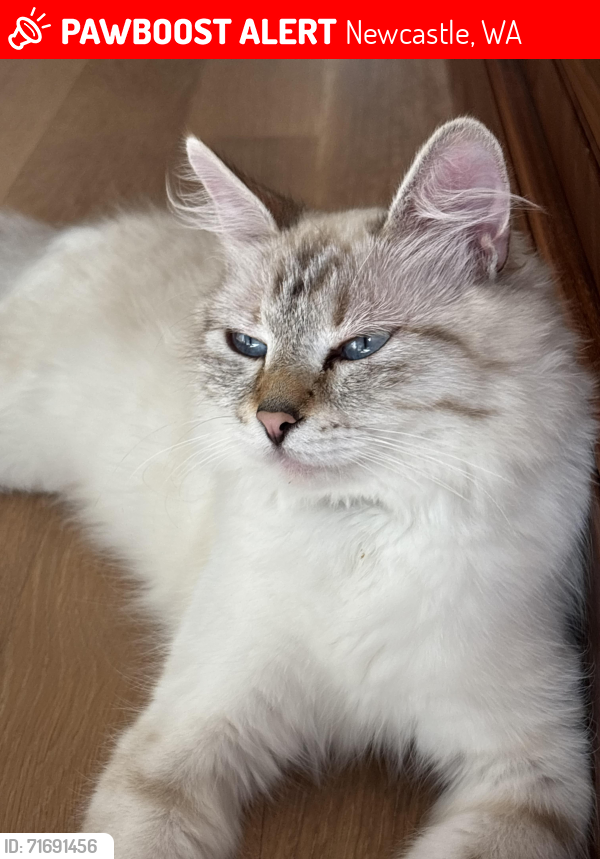 Lost Female Cat last seen Sierra Heights Elementary School / Honey Creek area, Renton, WA 98056