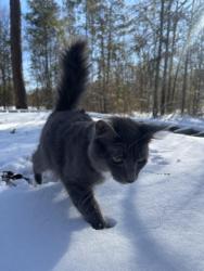 Reunited Male Cat last seen Griswoldville shortcut, Macon, GA 31217