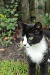 Lost Female Cat last seen Minnesota Ave & Julian St , Winter Park, FL 32789