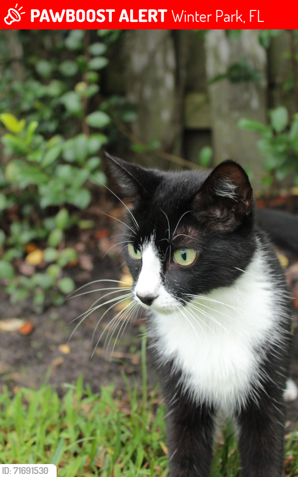Lost Female Cat last seen Minnesota Ave & Julian St, Winter Park, FL 32789