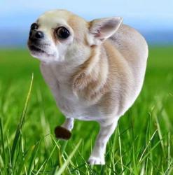 Lost Male Dog last seen Near Waltons Garden Nursery, Fulton, MS 38843