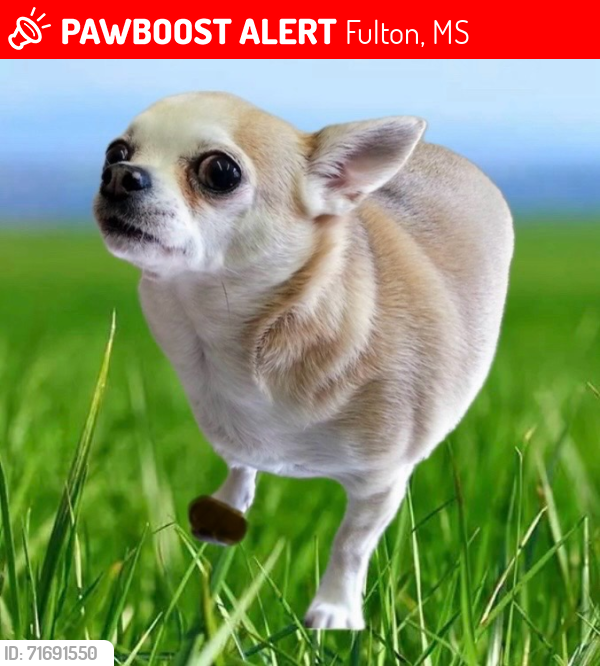 Lost Male Dog last seen Near Waltons Garden Nursery, Fulton, MS 38843
