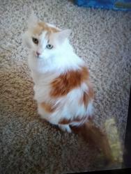 Lost Female Cat last seen Captains Landing township, Mandan, ND 58554