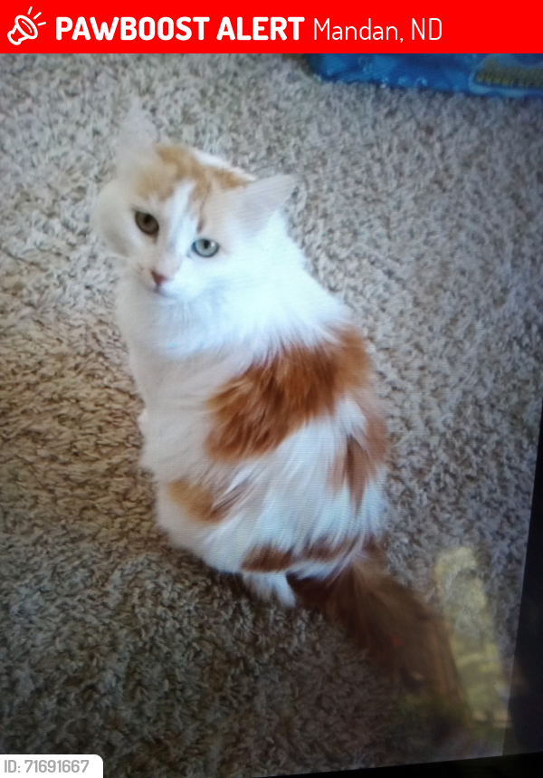 Lost Female Cat last seen Captains Landing township, Mandan, ND 58554