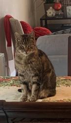 Lost Female Cat last seen Gridley/mapes, Cerritos, CA 90703