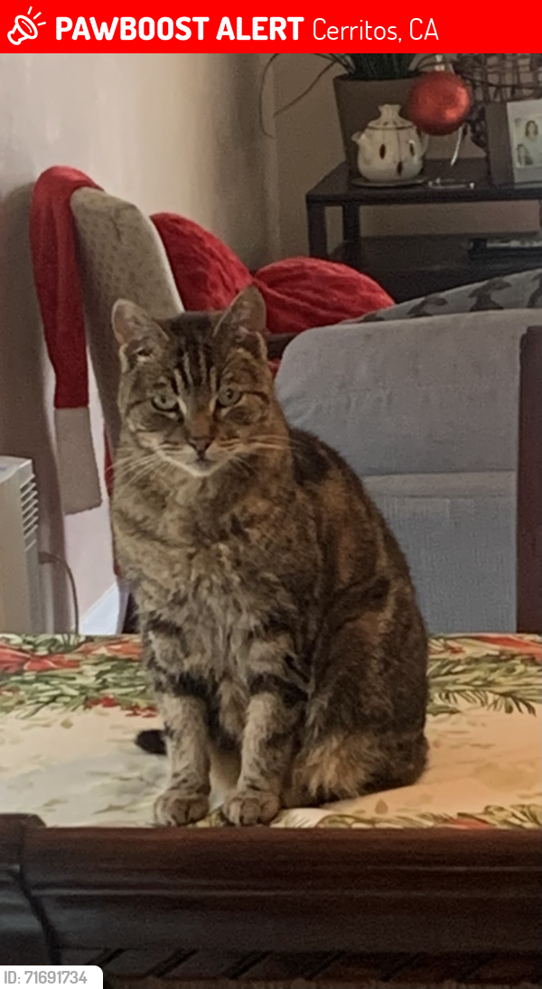Lost Female Cat last seen Gridley/mapes, Cerritos, CA 90703