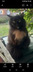 Lost Female Cat last seen Hatfield Woodhouse Doncaster , Hatfield, England DN7 6NA