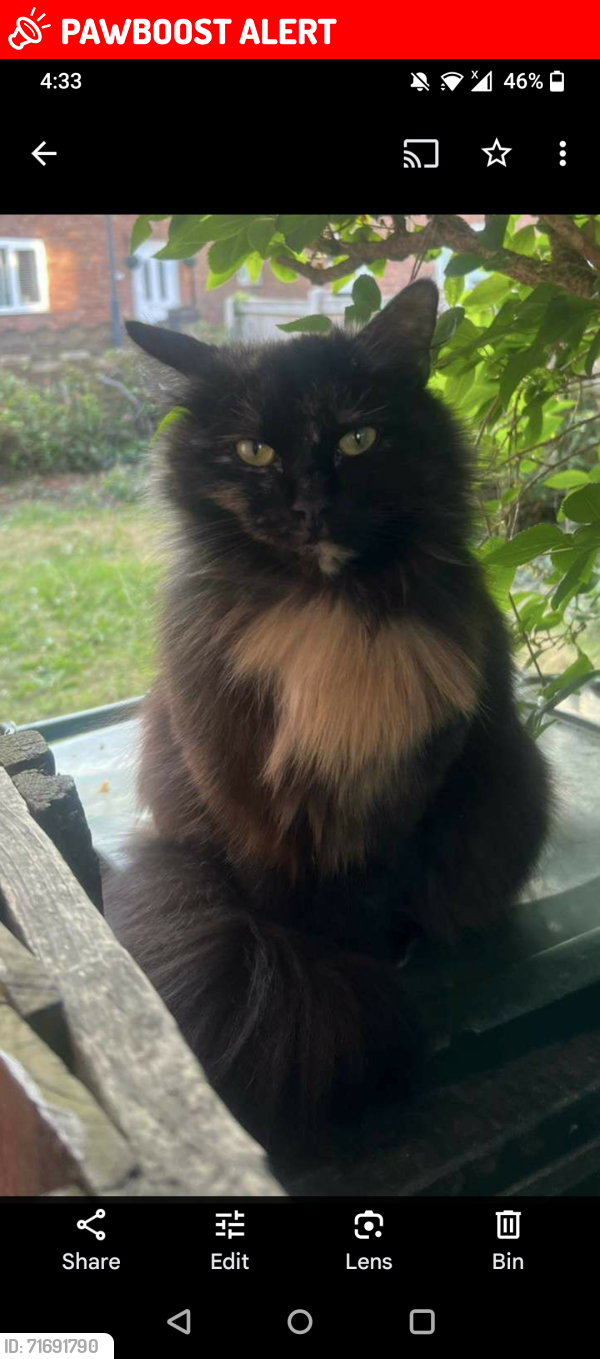 Lost Female Cat last seen Hatfield Woodhouse Doncaster, Hatfield, England DN7 6NA