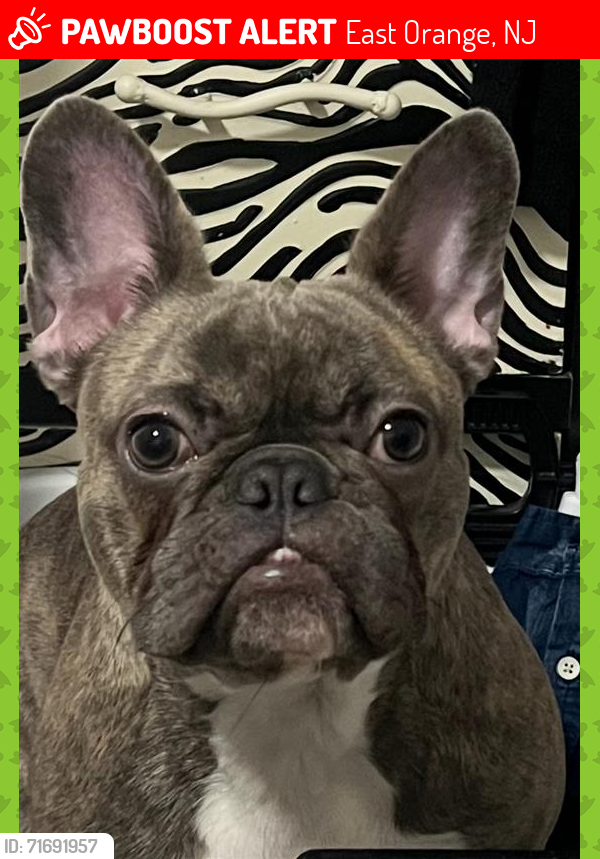 Lost Female Dog last seen Tremont and South Clinton Street, East Orange, NJ 07018