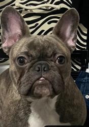 Lost Female Dog last seen Tremont and South Clinton Street, East Orange, NJ 07018