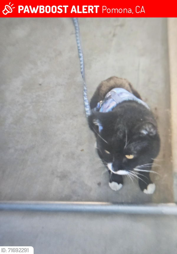 Lost Male Cat last seen Monterey , Pomona, CA 91767