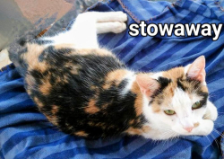 Lost Female Cat last seen Hollingshed rd and Kennerly rd, Irmo, SC 29063