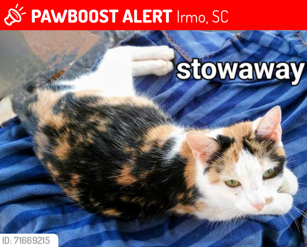 Lost Female Cat last seen Hollingshed rd and Kennerly rd, Irmo, SC 29063
