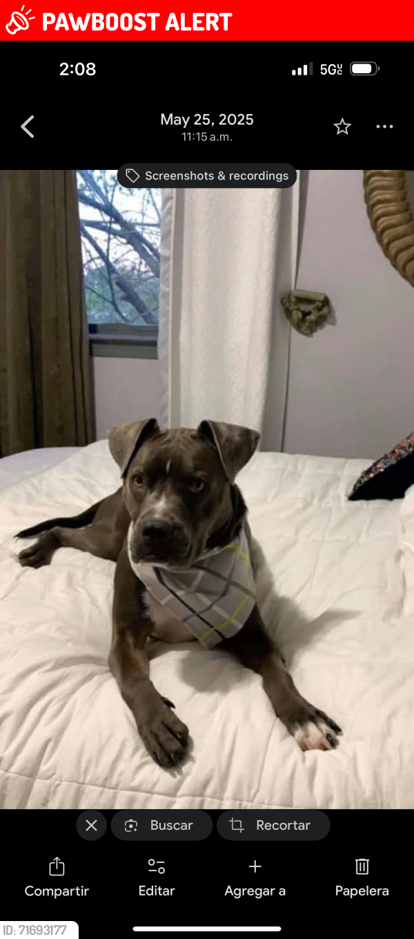 Lost Male Dog last seen Albuquerque nm, Ciudad Río Bravo, Tamps. 88920