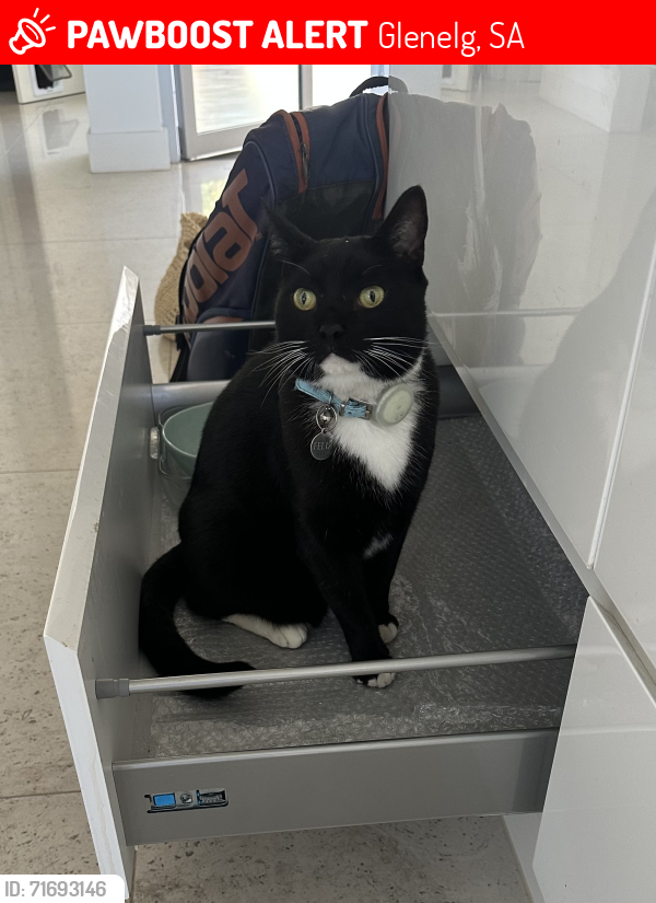 Lost Male Cat last seen Pier Street and Penzance Street, Somerton Park, SA, Glenelg, SA 5045