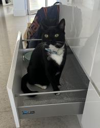 Lost Male Cat last seen Pier Street and Penzance Street, Somerton Park, SA, Glenelg, SA 5045