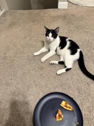 Lost Male Cat last seen Rock & 15th street, Sparks, NV 89431