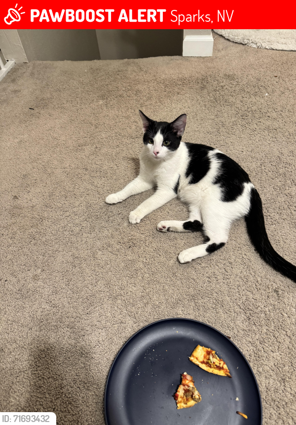 Lost Male Cat last seen Rock & 15th street, Sparks, NV 89431
