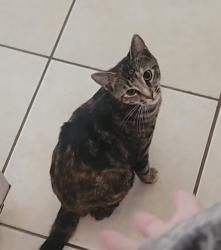 Lost Female Cat last seen UP FROM WATER TANK DIRECTLY BEHIND DEERWOOD , Mobile, AL 36618