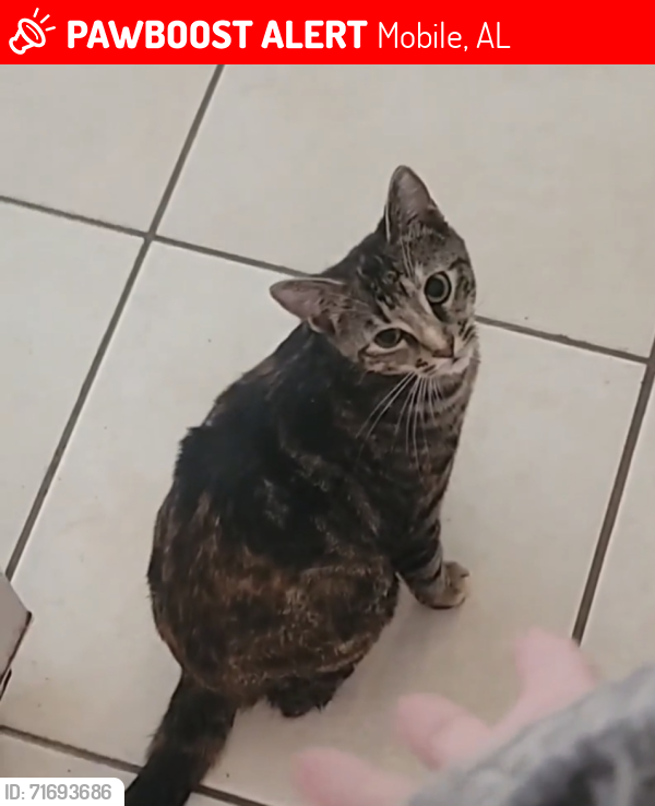 Lost Female Cat last seen UP FROM WATER TANK DIRECTLY BEHIND DEERWOOD , Mobile, AL 36618