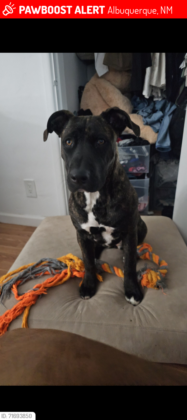 Albuquerque, NM Lost Female Dog, Pinky Is Missing PawBoost