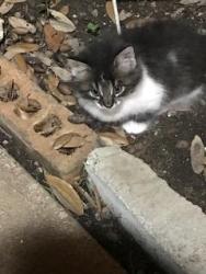 Lost Male Cat last seen  West 8TH Street , Scenic Drive near Madella Hilliard Neighborhood Center , Georgetown, TX 78626