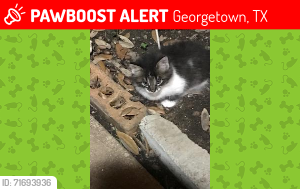 Lost Male Cat last seen  West 8TH Street , Scenic Drive near Madella Hilliard Neighborhood Center , Georgetown, TX 78626