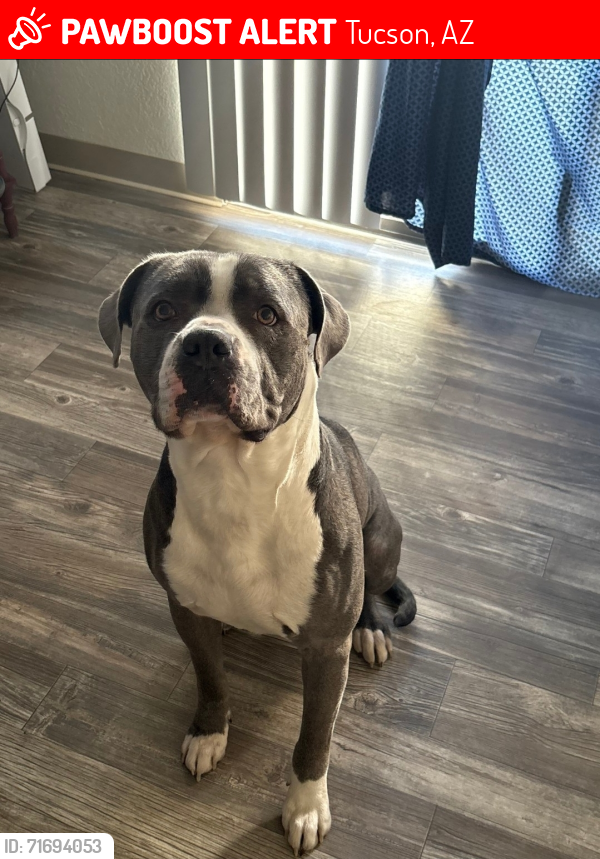 Lost Male Dog last seen Campbell/Irvington , Tucson, AZ 85714
