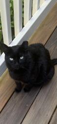 Lost Female Cat last seen Live Oak Circle, Roseville , Roseville, CA 95678