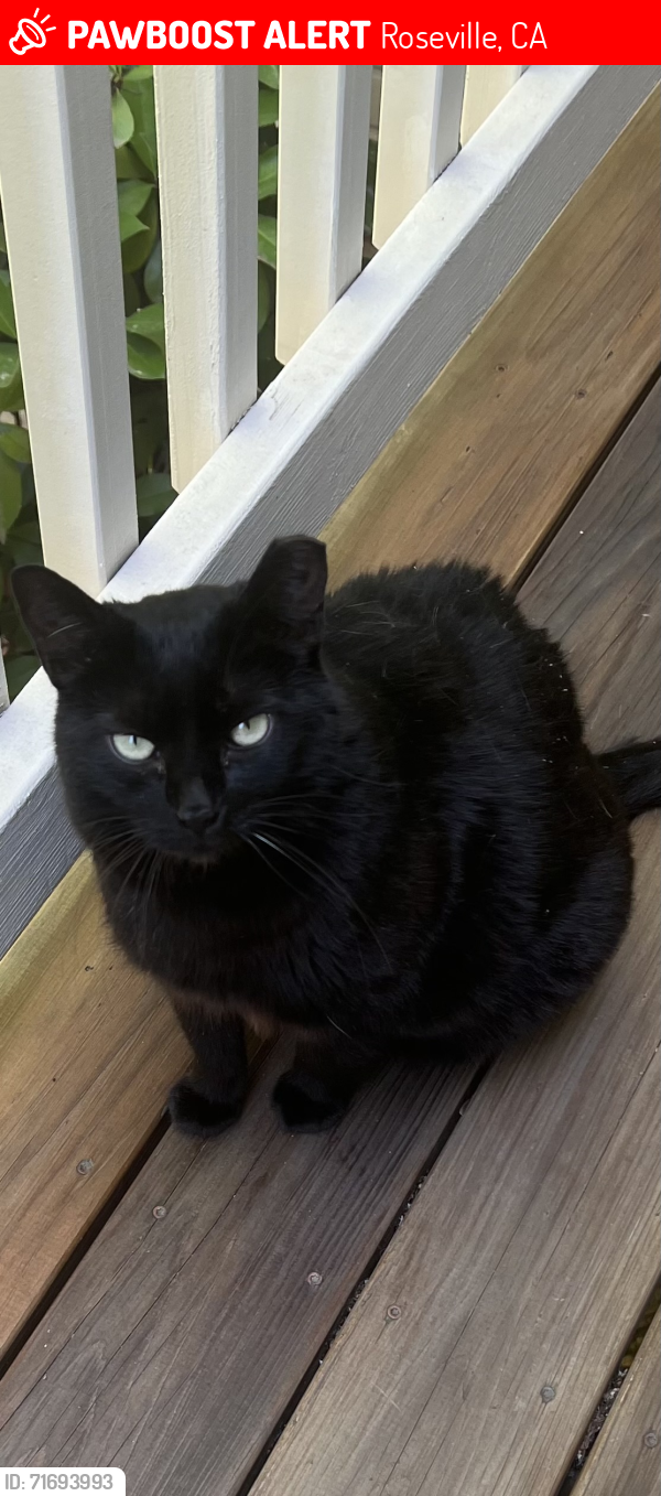 Lost Female Cat last seen Live Oak Circle, Roseville , Roseville, CA 95678