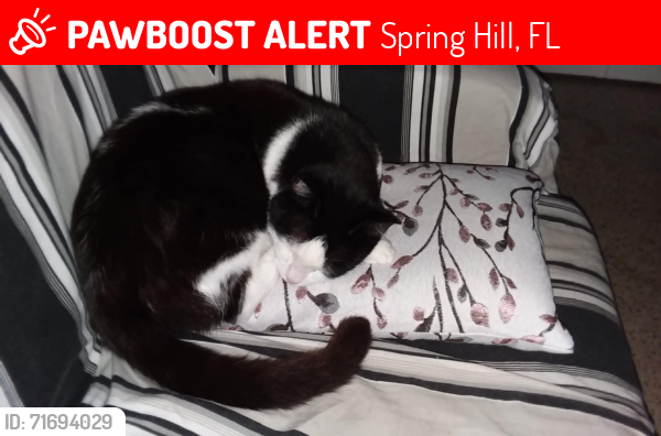 Lost Male Cat last seen neighborhood behind First Baptist Church, Cobblestone and Pinehurst, Spring Hill, FL 34606