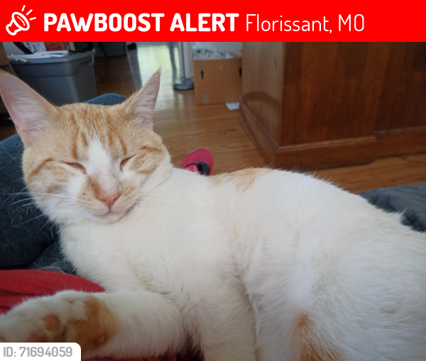 Lost Male Cat last seen Sinks Road, Laclede Road, Florissant, MO 63034