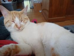 Lost Male Cat last seen Sinks Road, Laclede Road, Florissant, MO 63034