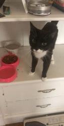Lost Female Cat last seen Bartlett Ave, Pittsfield, MA 01201
