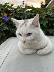 Lost Male Cat last seen La Habra Blvd and Harbor Blvd, La Habra, CA 90631