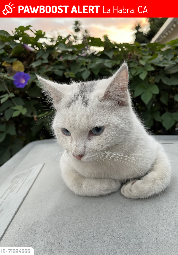 Lost Male Cat last seen La Habra Blvd and Harbor Blvd, La Habra, CA 90631