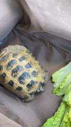 Lost Female Reptile last seen Hwy 198, Exeter, CA 93221