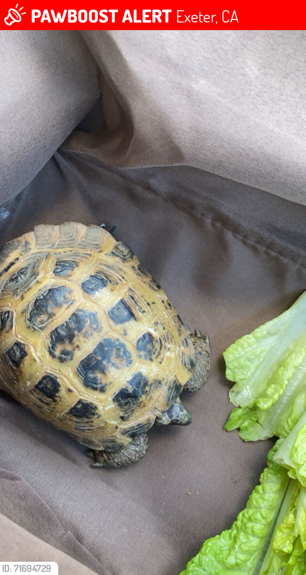 Lost Female Reptile last seen Hwy 198, Exeter, CA 93221