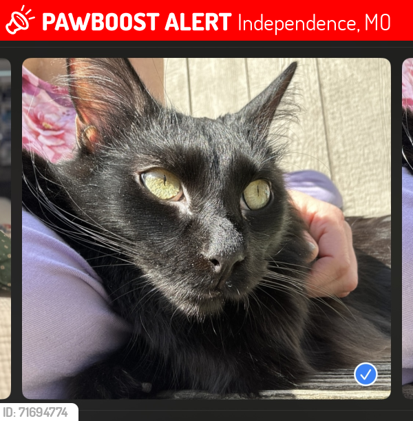 Lost Male Cat last seen E hwy 40 , Independence, MO 64055